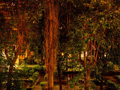 Day329-Garden